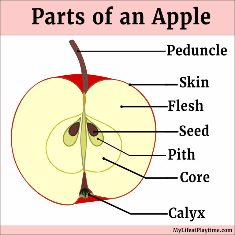 What Are The Parts Of Apple Tree