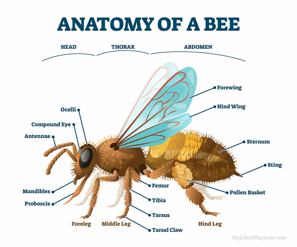 Anatomy of a Bee Diagram
